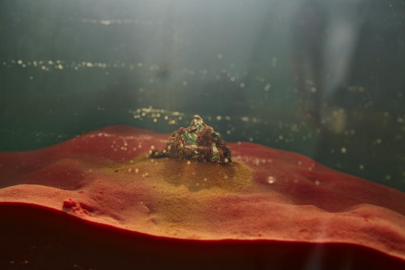 Alien theory, virus géant: Mollivirus Sibericus, Méteorite, aquarium. 2018/2022 © Photo JCLetts